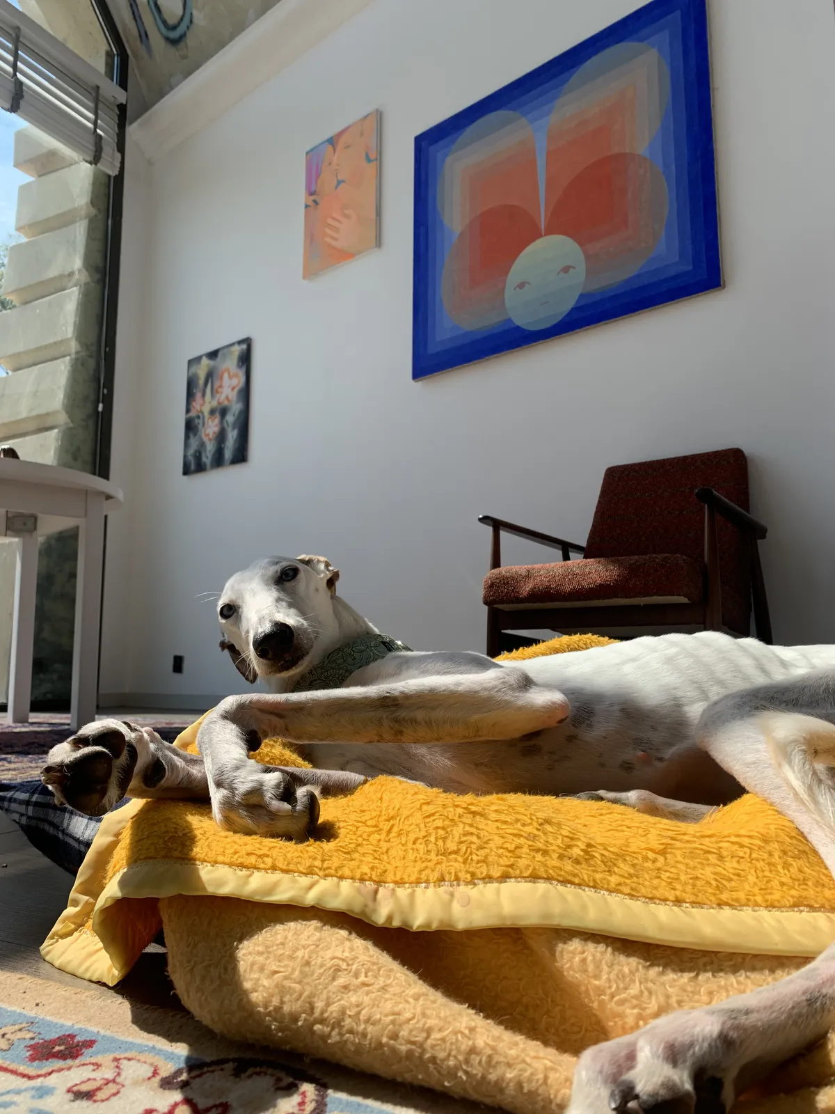 Pies rasy whippet wygrzewa się na żółtym kocu w nasłonecznionej galerii, na ścianie kolorowe prace